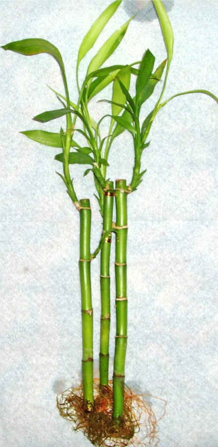 Lucky Bamboo 3 adet vazo hediye edilir   Batman cicek , cicekci 
