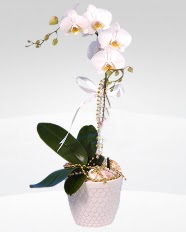 1 dallı orkide saksı çiçeği  Batman online çiçekçi , çiçek siparişi 