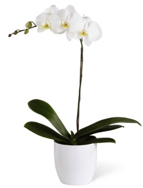 1 dall beyaz orkide  Batman 14 ubat sevgililer gn iek 