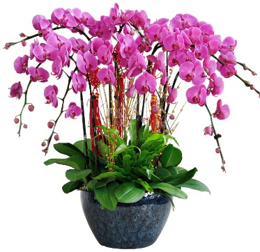 9 dallı mor orkide  Batman 14 şubat sevgililer günü çiçek 