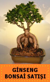 Ginseng bonsai sat japon aac  Batman cicek , cicekci 