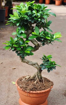 Orta boy bonsai saks bitkisi  Batman internetten iek siparii 