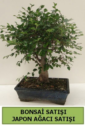 Minyatr bonsai japon aac sat  Batman iek gnderme sitemiz gvenlidir 