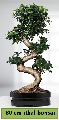 80 cm özel saksıda bonsai bitkisi  Batman çiçekçi telefonları 