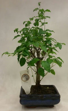 Minyatr bonsai japon aac sat  Batman ieki telefonlar 