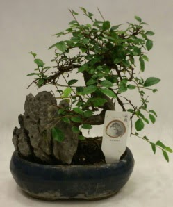 thal 1.ci kalite bonsai japon aac  Batman iek sat 