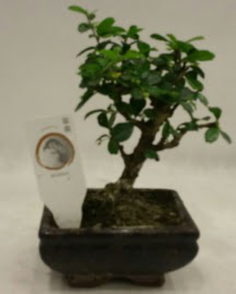 Kk minyatr bonsai japon aac  Batman iek gnderme 
