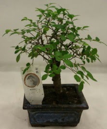 Minyatr ithal japon aac bonsai bitkisi  Batman iek sat 