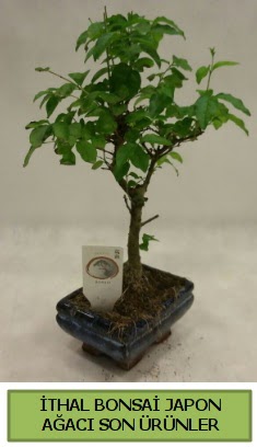 thal bonsai japon aac bitkisi  Batman hediye sevgilime hediye iek 