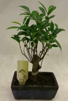 Japon aac bonsai bitkisi sat  Batman ieki telefonlar 