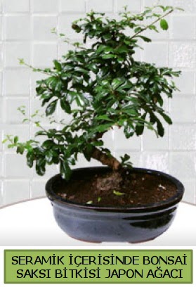 Seramik vazoda bonsai japon aac bitkisi  Batman iek siparii sitesi 