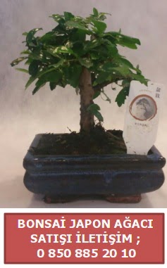 Japon aac minyar bonsai sat  Batman iek sat 