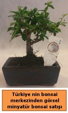 Japon aac bonsai sat ithal grsel  Batman iek yolla 