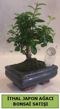 thal japon aac bonsai bitkisi sat  Batman ieki telefonlar 