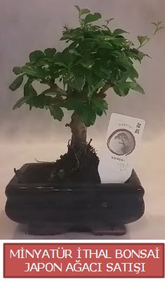 Kk grsel bonsai japon aac bitkisi  Batman iek , ieki , iekilik 