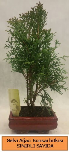 Selvi aac bonsai japon aac bitkisi  Batman iek sat 