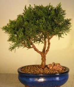 Servi am bonsai japon aac bitkisi  Batman iek yolla 