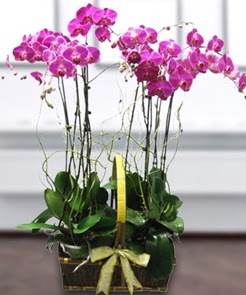7 dall mor lila orkide  Batman iek gnderme sitemiz gvenlidir 