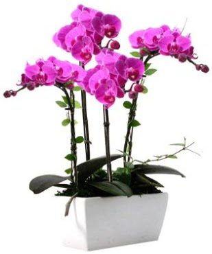 Seramik vazo ierisinde 4 dall mor orkide  Batman iek sat 