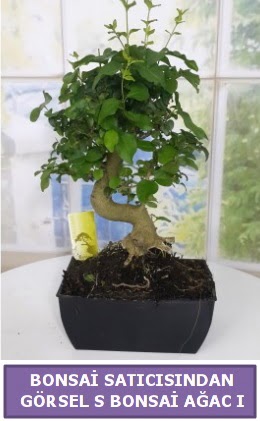 S dal erilii bonsai japon aac  Batman iek sat 