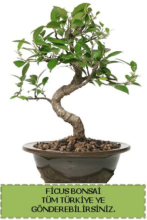 Ficus bonsai  Batman iek gnderme sitemiz gvenlidir 