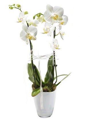 2 dall beyaz seramik beyaz orkide sakss  Batman iek gnderme sitemiz gvenlidir 