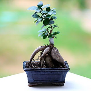Marvellous Ficus Microcarpa ginseng bonsai  Batman iek siparii vermek 