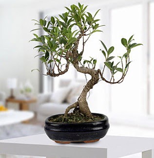 Gorgeous Ficus S shaped japon bonsai  Batman yurtii ve yurtd iek siparii 