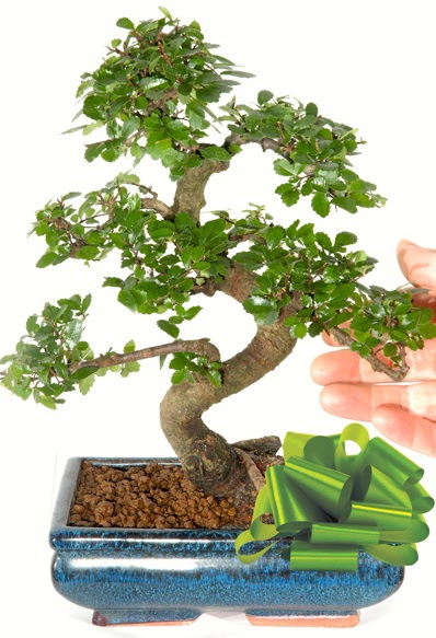 Yaklak 25 cm boyutlarnda S bonsai  Batman iek siparii sitesi 