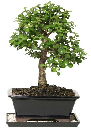 15 cm civar Zerkova bonsai bitkisi  Batman iek siparii sitesi 