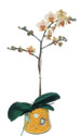 Batman online çiçek gönderme sipariş  Phalaenopsis Orkide ithal kalite