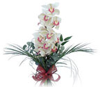  Batman çiçek siparişi sitesi  Dal orkide ithal iyi kalite