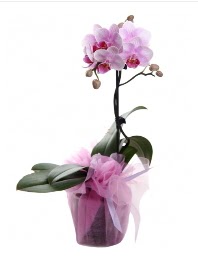 1 dal pembe orkide saksı çiçeği  Batman kaliteli taze ve ucuz çiçekler 