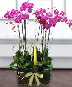 4 dallı mor orkide  Batman güvenli kaliteli hızlı çiçek 