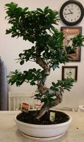 100 cm yüksekliğinde dev bonsai japon ağacı  Batman İnternetten çiçek siparişi 