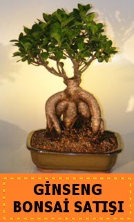 Ginseng bonsai satışı japon ağacı  Batman cicek , cicekci 
