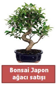 Japon ağacı bonsai satışı  Batman çiçek siparişi sitesi 