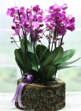 Kütük içerisinde 6 dallı mor orkide  Batman ucuz çiçek gönder 