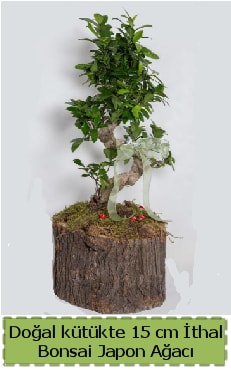 Doğal kütükte İthal bonsai japon ağacı  Batman çiçek gönderme 