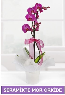 Seramik içerisinde birinci kalite tek dallı mor orkide  Batman İnternetten çiçek siparişi 