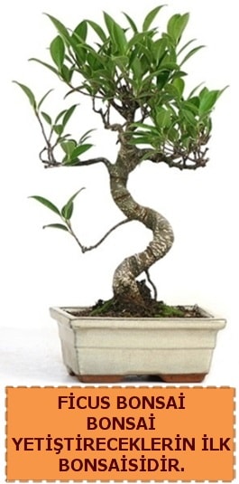 Ficus bonsai 15 ile 25 cm arasındadır  Batman çiçek yolla 