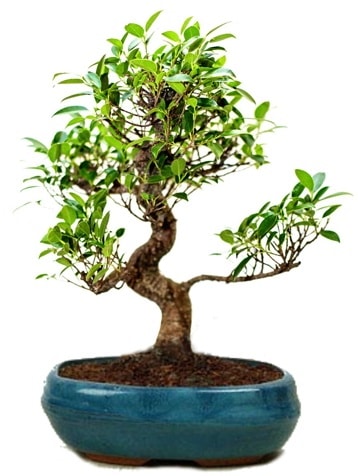 25 cm ile 30 cm aralığında Ficus S bonsai  Batman çiçek gönderme sitemiz güvenlidir 